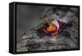 A Colorful Emperor Shrimp Sits Atop a Sea Cucumber-Stocktrek Images-Framed Stretched Canvas