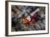 A Colorful Emperor Shrimp Sits Atop a Sea Cucumber-Stocktrek Images-Framed Photographic Print