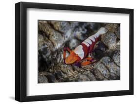 A Colorful Emperor Shrimp Sits Atop a Sea Cucumber-Stocktrek Images-Framed Photographic Print