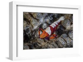 A Colorful Emperor Shrimp Sits Atop a Sea Cucumber-Stocktrek Images-Framed Photographic Print
