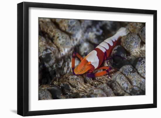 A Colorful Emperor Shrimp Sits Atop a Sea Cucumber-Stocktrek Images-Framed Photographic Print