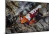 A Colorful Emperor Shrimp Sits Atop a Sea Cucumber-Stocktrek Images-Mounted Photographic Print