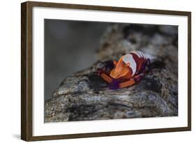 A Colorful Emperor Shrimp Sits Atop a Sea Cucumber-Stocktrek Images-Framed Photographic Print