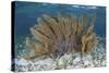 A Colorful Gorgonian Grows Off Turneffe Atoll in Belize-Stocktrek Images-Stretched Canvas