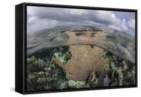 A Colorful Gorgonian Grows Off Turneffe Atoll in Belize-Stocktrek Images-Framed Stretched Canvas