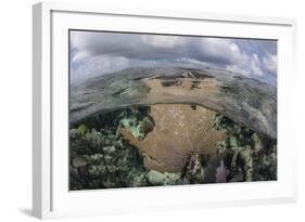 A Colorful Gorgonian Grows Off Turneffe Atoll in Belize-Stocktrek Images-Framed Photographic Print