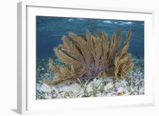 A Colorful Gorgonian Grows Off Turneffe Atoll in Belize-Stocktrek Images-Framed Photographic Print