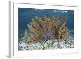 A Colorful Gorgonian Grows Off Turneffe Atoll in Belize-Stocktrek Images-Framed Photographic Print