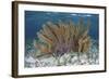 A Colorful Gorgonian Grows Off Turneffe Atoll in Belize-Stocktrek Images-Framed Photographic Print