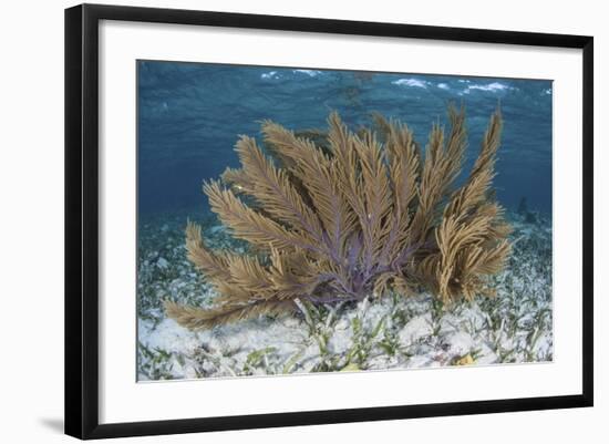 A Colorful Gorgonian Grows Off Turneffe Atoll in Belize-Stocktrek Images-Framed Photographic Print