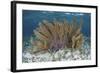 A Colorful Gorgonian Grows Off Turneffe Atoll in Belize-Stocktrek Images-Framed Photographic Print