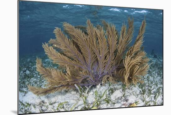 A Colorful Gorgonian Grows Off Turneffe Atoll in Belize-Stocktrek Images-Mounted Photographic Print