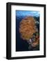 A Colorful Gorgonian Grows on a Reef Dropoff in Raja Ampat-Stocktrek Images-Framed Photographic Print