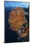 A Colorful Gorgonian Grows on a Reef Dropoff in Raja Ampat-Stocktrek Images-Mounted Photographic Print