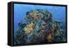 A Colorful, Healthy Coral Reef Thrives in Indonesia-Stocktrek Images-Framed Stretched Canvas