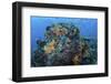 A Colorful, Healthy Coral Reef Thrives in Indonesia-Stocktrek Images-Framed Photographic Print