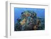 A Colorful, Healthy Coral Reef Thrives in Indonesia-Stocktrek Images-Framed Photographic Print