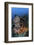 A Colorful, Healthy Coral Reef Thrives in Indonesia-Stocktrek Images-Framed Photographic Print