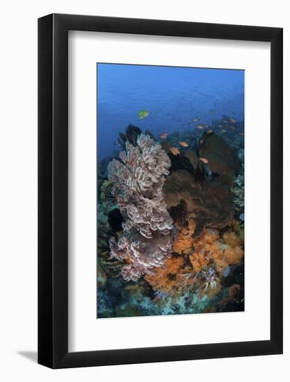 A Colorful, Healthy Coral Reef Thrives in Indonesia-Stocktrek Images-Framed Photographic Print