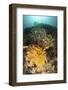 A Colorful Komodo Seascape with Crinoids, Indonesia-Stocktrek Images-Framed Photographic Print