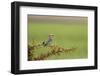 A Colorful Lilac-Breasted Roller Is Perched Between the Sharp Thorns of an Acacia Tree in Tanzania-Greg Boreham-Framed Photographic Print