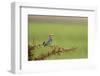 A Colorful Lilac-Breasted Roller Is Perched Between the Sharp Thorns of an Acacia Tree in Tanzania-Greg Boreham-Framed Photographic Print