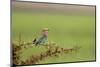 A Colorful Lilac-Breasted Roller Is Perched Between the Sharp Thorns of an Acacia Tree in Tanzania-Greg Boreham-Mounted Photographic Print