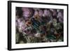 A Colorful Nudibranch Crawls Slowly across a Reef-Stocktrek Images-Framed Photographic Print