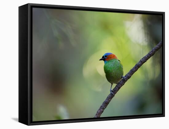 A Colorful Red-Necked Tanager, Tangara Cyanocephala, Sits on a Branch-Alex Saberi-Framed Stretched Canvas