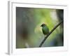 A Colorful Red-Necked Tanager, Tangara Cyanocephala, Sits on a Branch-Alex Saberi-Framed Photographic Print