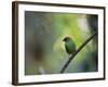 A Colorful Red-Necked Tanager, Tangara Cyanocephala, Sits on a Branch-Alex Saberi-Framed Photographic Print