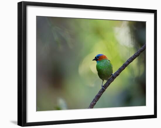 A Colorful Red-Necked Tanager, Tangara Cyanocephala, Sits on a Branch-Alex Saberi-Framed Photographic Print