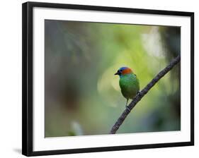 A Colorful Red-Necked Tanager, Tangara Cyanocephala, Sits on a Branch-Alex Saberi-Framed Photographic Print