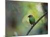 A Colorful Red-Necked Tanager, Tangara Cyanocephala, Sits on a Branch-Alex Saberi-Mounted Photographic Print