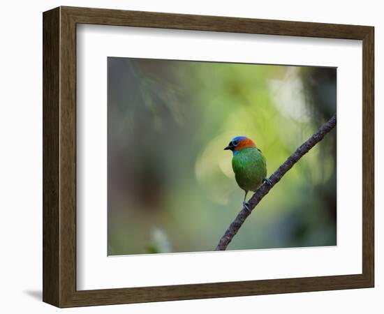 A Colorful Red-Necked Tanager, Tangara Cyanocephala, Sits on a Branch-Alex Saberi-Framed Photographic Print