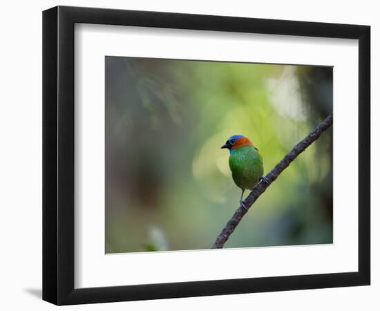 A Colorful Red-Necked Tanager, Tangara Cyanocephala, Sits on a Branch-Alex Saberi-Framed Photographic Print