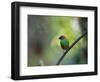 A Colorful Red-Necked Tanager, Tangara Cyanocephala, Sits on a Branch-Alex Saberi-Framed Photographic Print