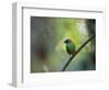 A Colorful Red-Necked Tanager, Tangara Cyanocephala, Sits on a Branch-Alex Saberi-Framed Photographic Print