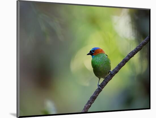 A Colorful Red-Necked Tanager, Tangara Cyanocephala, Sits on a Branch-Alex Saberi-Mounted Photographic Print