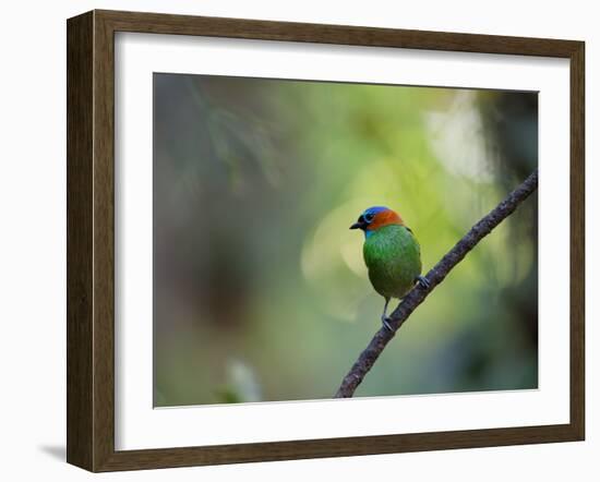 A Colorful Red-Necked Tanager, Tangara Cyanocephala, Sits on a Branch-Alex Saberi-Framed Photographic Print