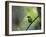 A Colorful Red-Necked Tanager, Tangara Cyanocephala, Sits on a Branch-Alex Saberi-Framed Photographic Print