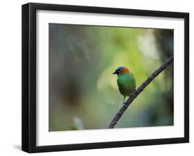 A Colorful Red-Necked Tanager, Tangara Cyanocephala, Sits on a Branch-Alex Saberi-Framed Photographic Print