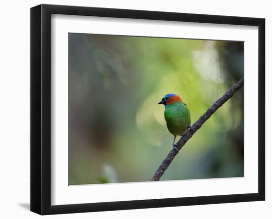A Colorful Red-Necked Tanager, Tangara Cyanocephala, Sits on a Branch-Alex Saberi-Framed Photographic Print