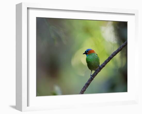 A Colorful Red-Necked Tanager, Tangara Cyanocephala, Sits on a Branch-Alex Saberi-Framed Photographic Print