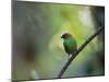 A Colorful Red-Necked Tanager, Tangara Cyanocephala, Sits on a Branch-Alex Saberi-Mounted Photographic Print