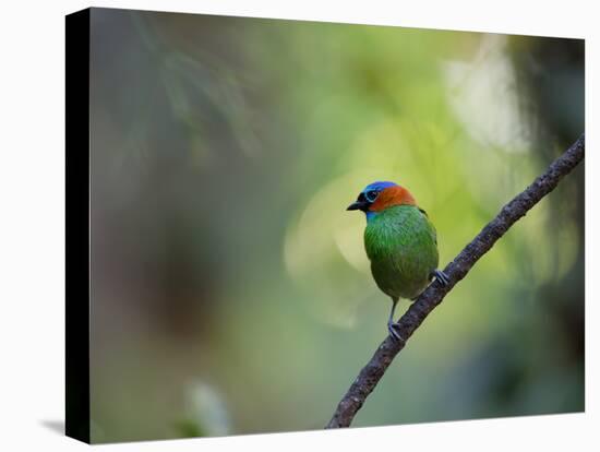 A Colorful Red-Necked Tanager, Tangara Cyanocephala, Sits on a Branch-Alex Saberi-Stretched Canvas