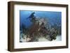 A Colorful Reef Scene in North Komodo, Indonesia-Stocktrek Images-Framed Photographic Print