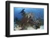 A Colorful Reef Scene in North Komodo, Indonesia-Stocktrek Images-Framed Photographic Print