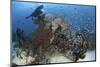 A Colorful Reef Scene in North Komodo, Indonesia-Stocktrek Images-Mounted Photographic Print