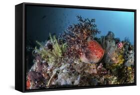 A Colorful Sea Apple Clings to a Reef in Indonesia-Stocktrek Images-Framed Stretched Canvas